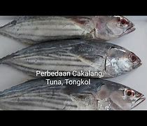 Apakah Ikan Tongkol Itu Tuna