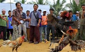 Video Sabung Ayam Madura